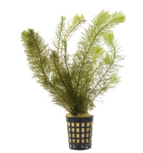 Myriophyllum hippuroides, 1 vnt