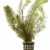 Myriophyllum hippuroides, 1 vnt