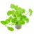 Hydrocotyle leucocephala, 1 vnt
