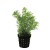 Limnophila heterophylla, 1 vnt