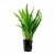 Microsorum pteropus, 1 vnt 