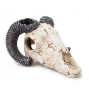 Dekoracija "Muflono kaukolė", 9 cm