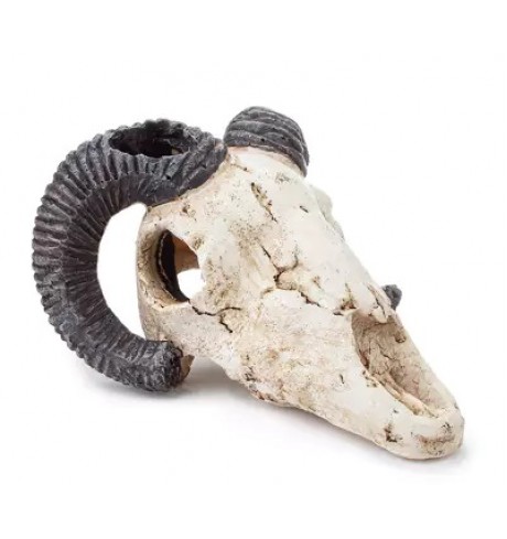 Dekoracija "Muflono kaukolė", 9 cm Dekoracija "Muflono kaukolė", 9 cm