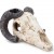 Dekoracija "Muflono kaukolė", 9 cm