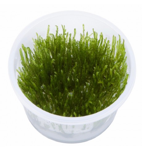 Spiky moss samana, 1 vnt (užsakoma prekė) Spiky moss samana, 1 vnt (užsakoma prekė)