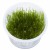 Spiky moss samana, 1 vnt (užsakoma prekė)