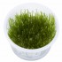 Spiky moss samana, 1 vnt (užsakoma prekė) Spiky moss samana, 1 vnt (užsakoma prekė)