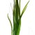 Vallisneria spiralis, 1 vnt (užsakoma prekė)